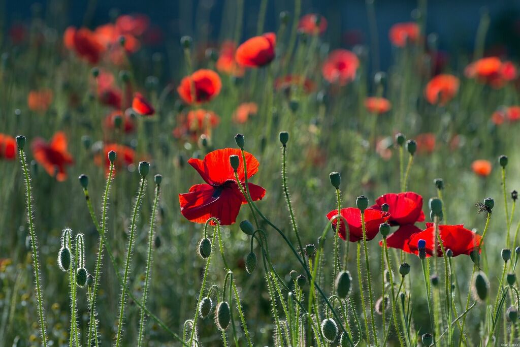 1. Italie - Champs de coquelicots sauvages en Toscane