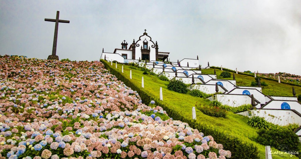 Hortensias aux Açores