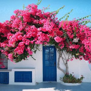 Santorin et ses bougainvilliers roses