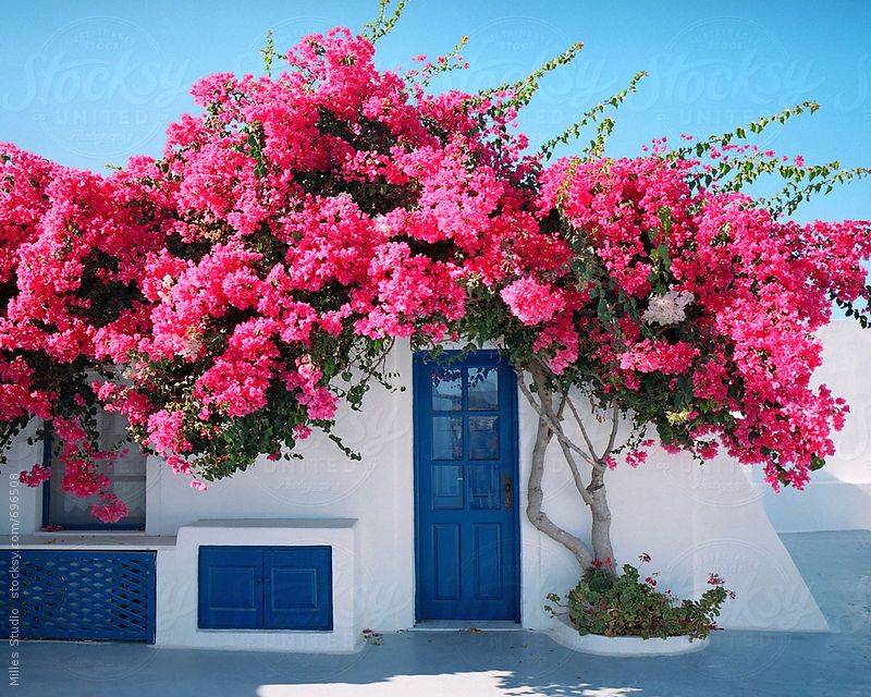 Santorin et ses bougainvilliers roses