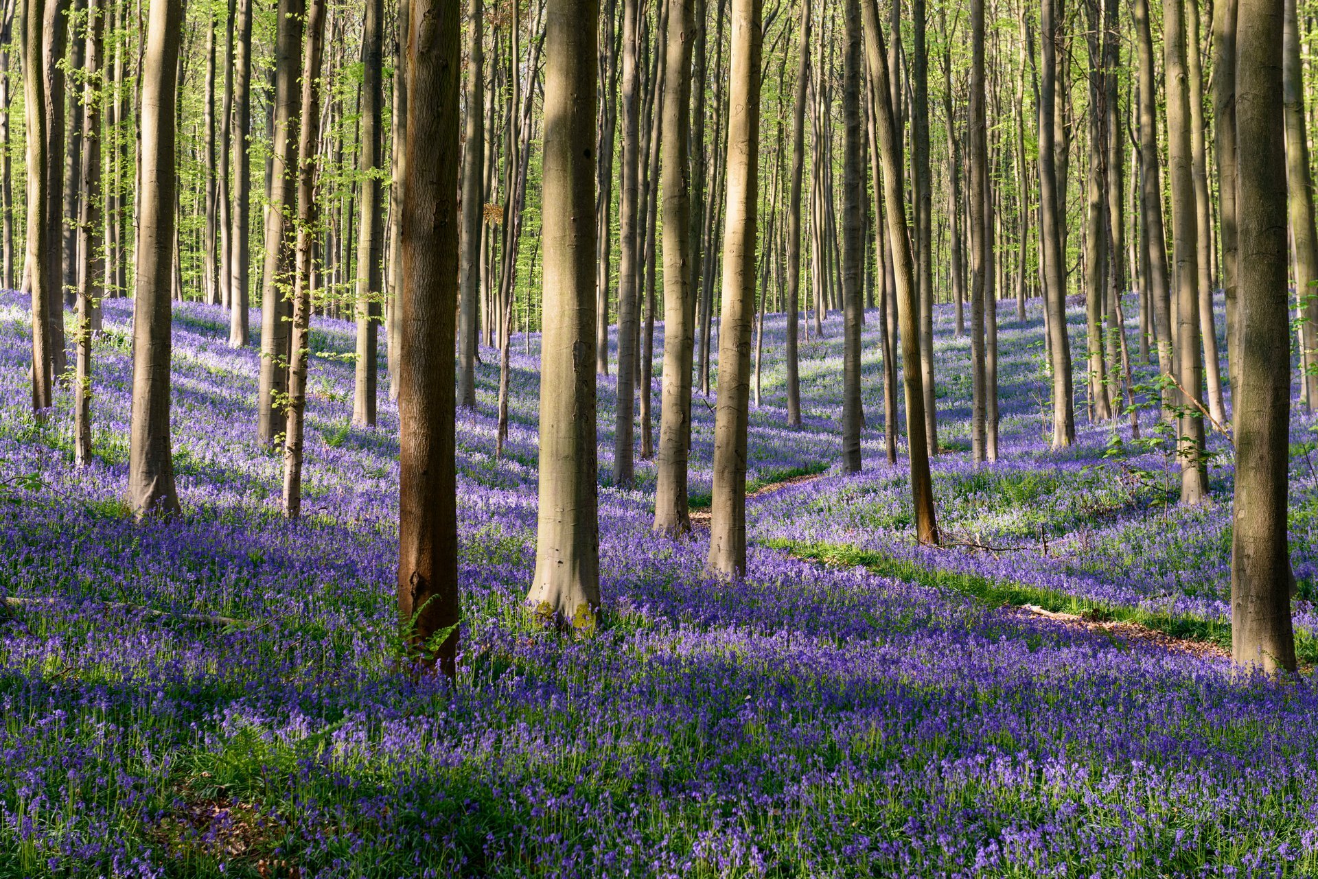 forêt de campanules à Hallerbos