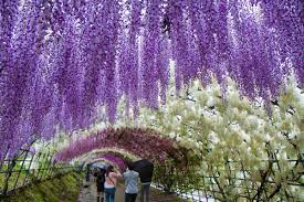 Glycine en Provence